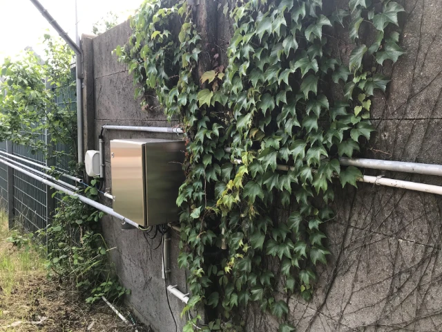 Mauerbegrünung